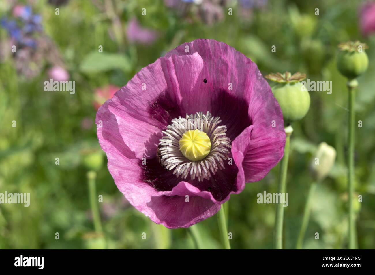 Pavot à opium, Papaver somniferum Flower and Seed Heads, Royaume-Uni Banque D'Images