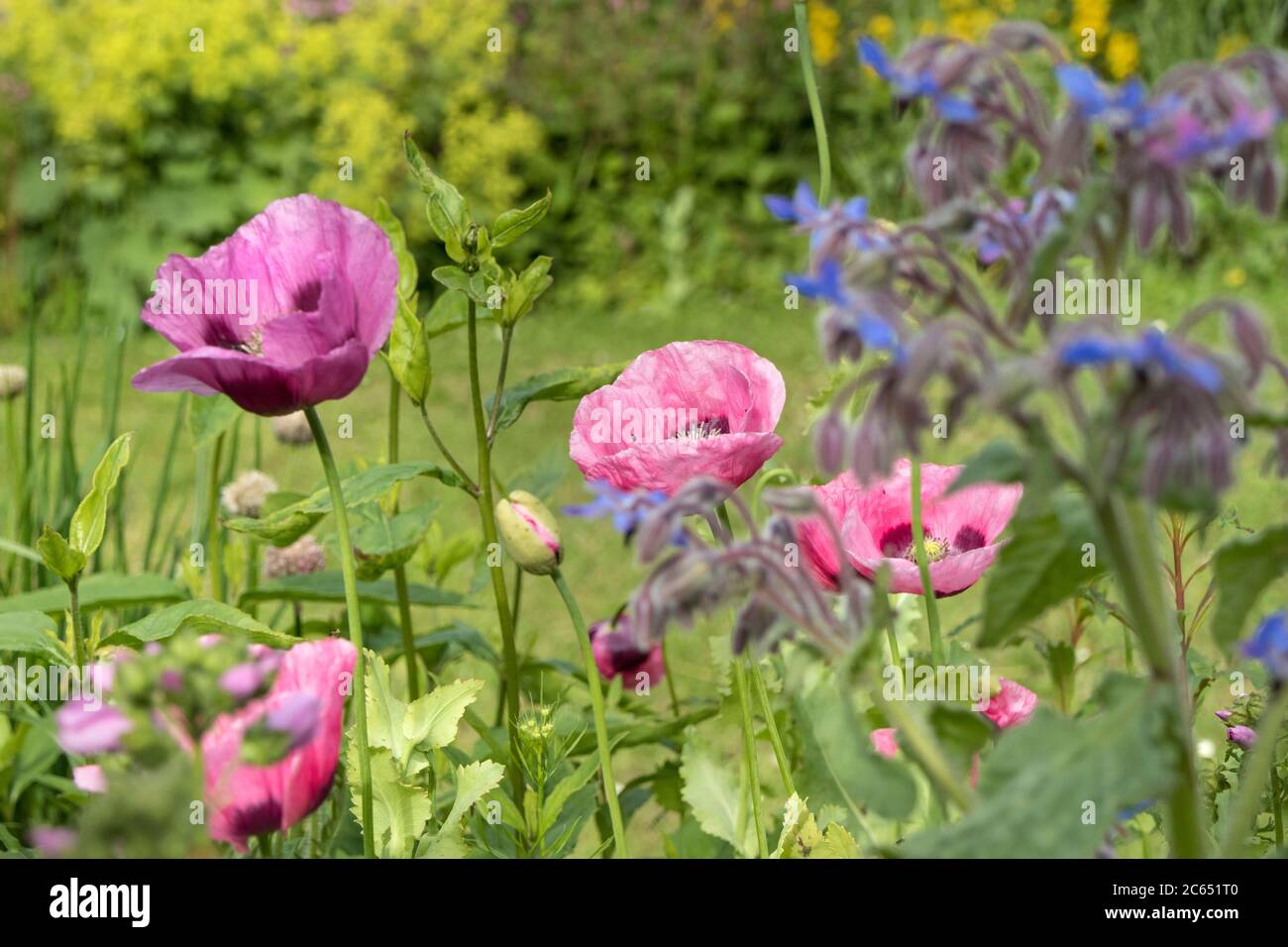 Pavot à opium dans un petit jardin fleuri qui a été planté pour le bénéfice des insectes, Teesdale, comté de Durham, Royaume-Uni Banque D'Images