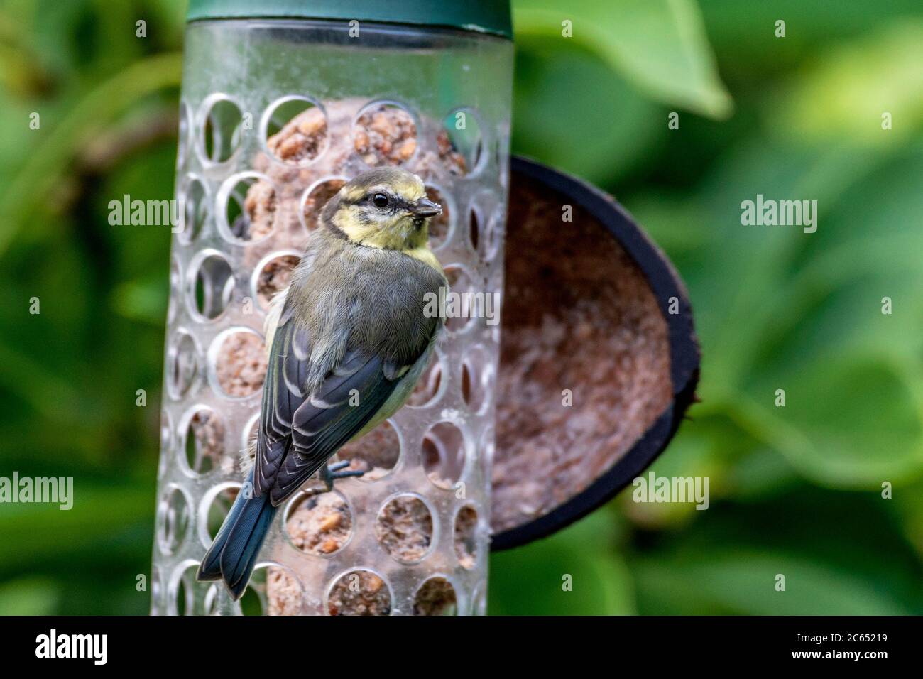 Oiseau de jardin en mouffpaille juvénile sur un mangeoire à oiseaux. Banque D'Images