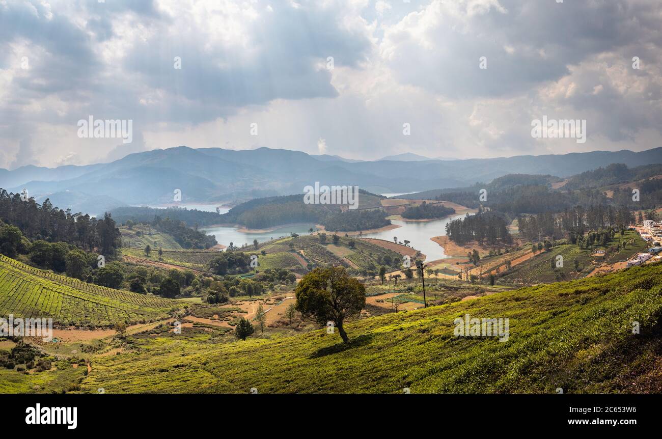 Jardins de thé donnant sur un lac sous le ciel nuageux à coonoor Banque D'Images