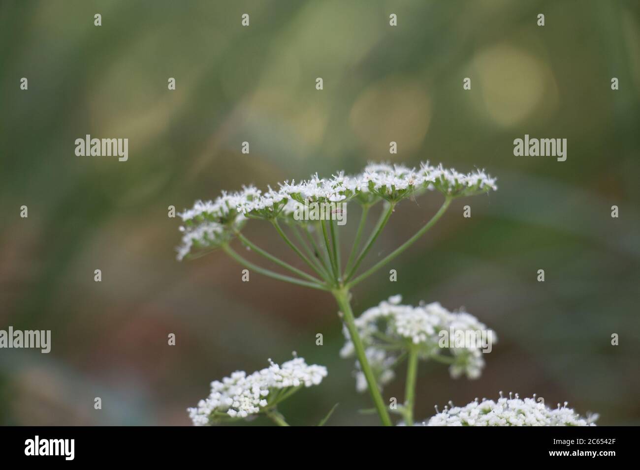 Persil blanc, Anthriscus sylvestris, Chervil sauvage, persil sauvage ou Keck, dans la campagne, vue latérale, gros plan, fond vert diffus Banque D'Images