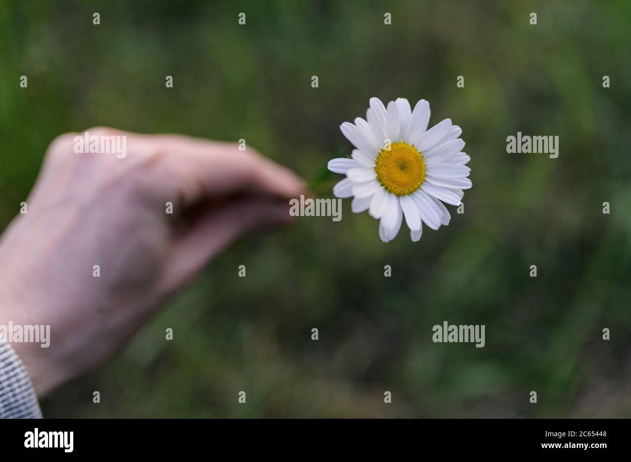 Fleur de camomille tenant à la main. Mise au point sélective. Banque D'Images
