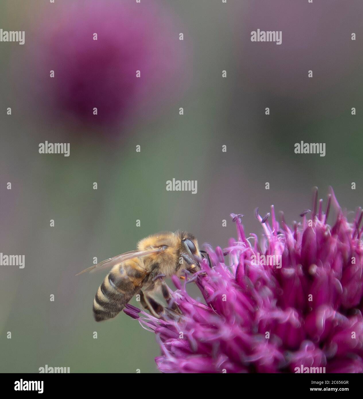 Wimbledon, Londres, Royaume-Uni. 7 juillet 2020. Abeille attirée par les fleurs de l'Allium sphaerocephalon violet vif dans un jardin de Londres. Crédit: Malcolm Park/Alay Live News. Banque D'Images