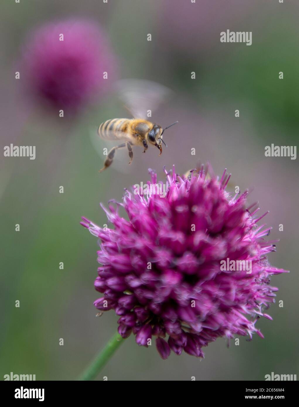 Wimbledon, Londres, Royaume-Uni. 7 juillet 2020. Abeille volant vers des fleurs de l'Allium sphaerocephalon violet vif dans un jardin de Londres. Crédit: Malcolm Park/Alay Live News. Banque D'Images