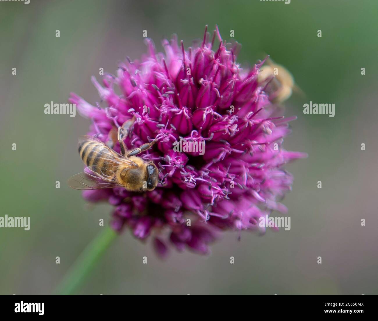 Wimbledon, Londres, Royaume-Uni. 7 juillet 2020. Les abeilles mellifères attirèrent les fleurs de l'Allium sphaerocephalon violet vif dans un jardin londonien. Crédit: Malcolm Park/Alay Live News. Banque D'Images