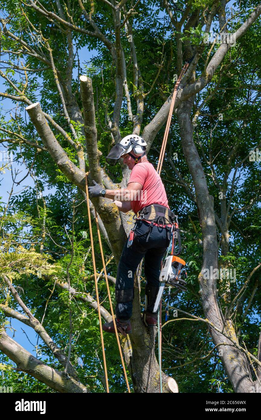 Un chirurgien ou un arboricien debout sur un grand arbre prêt à travailler. Banque D'Images