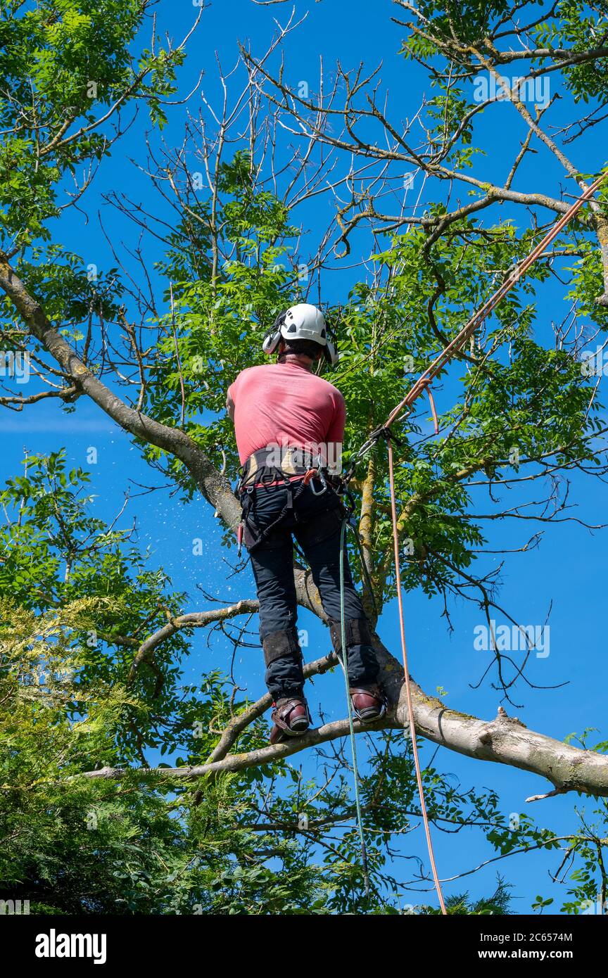 Un chirurgien ou un arboricien utilise un équipement de sécurité pour travailler sur un arbre. Banque D'Images