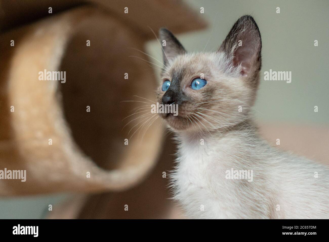 Joli Chaton Assis Chat Siamois De 2 Mois De Race Pure Avec Yeux Bleus En Forme D Amande Sur Fond Beige De Terrain De Jeu Les Concepts D Animaux De Compagnie Jouent Cacher Photo
