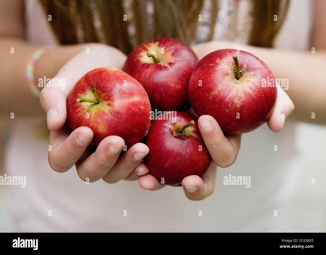 Quatre pommes rouges maintenues dans les paumes de deux mains. Banque D'Images