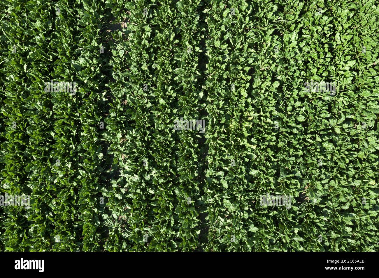 Vue aérienne du champ de betterave à sucre cultivé depuis drone pov, vue de dessus des cultures de racines Banque D'Images