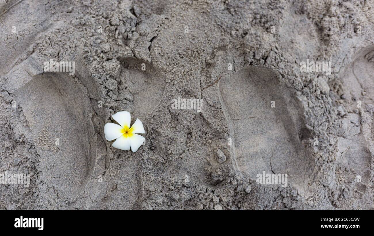 Une fleur sur le sable, Hua Hin en Thaïlande Banque D'Images