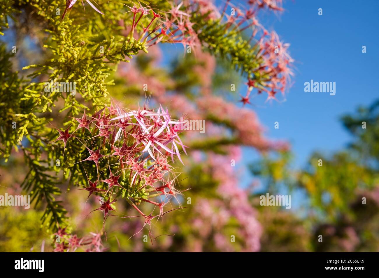 Calytrix exhiducata également connu sous le nom de Pink Turkey Bush ou Kimberley Heather est une fleur indigène de l'Australie. Banque D'Images