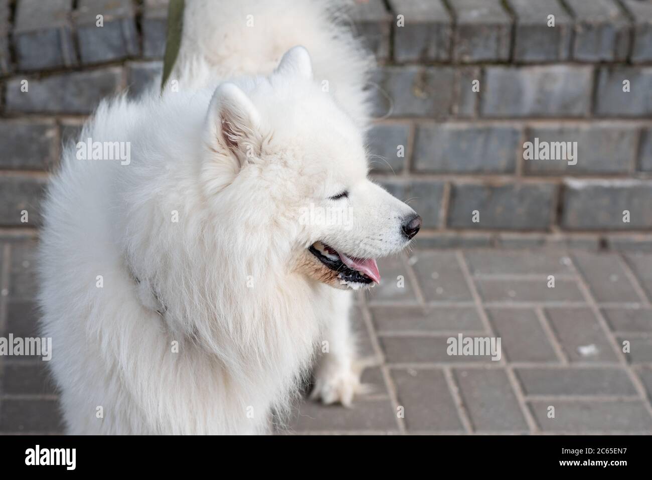 Chien de Samoyed dans la rue avec des signes de rage Banque D'Images