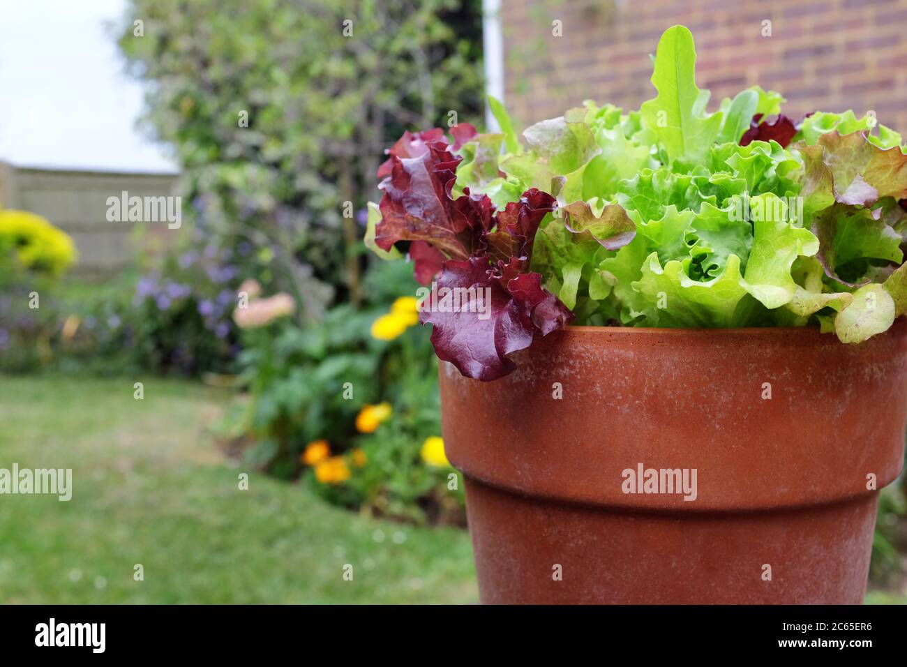 Salade rouge et verte mélangée de feuilles poussant dans un pot de fleurs en terre cuite, en particulier dans un jardin coloré Banque D'Images