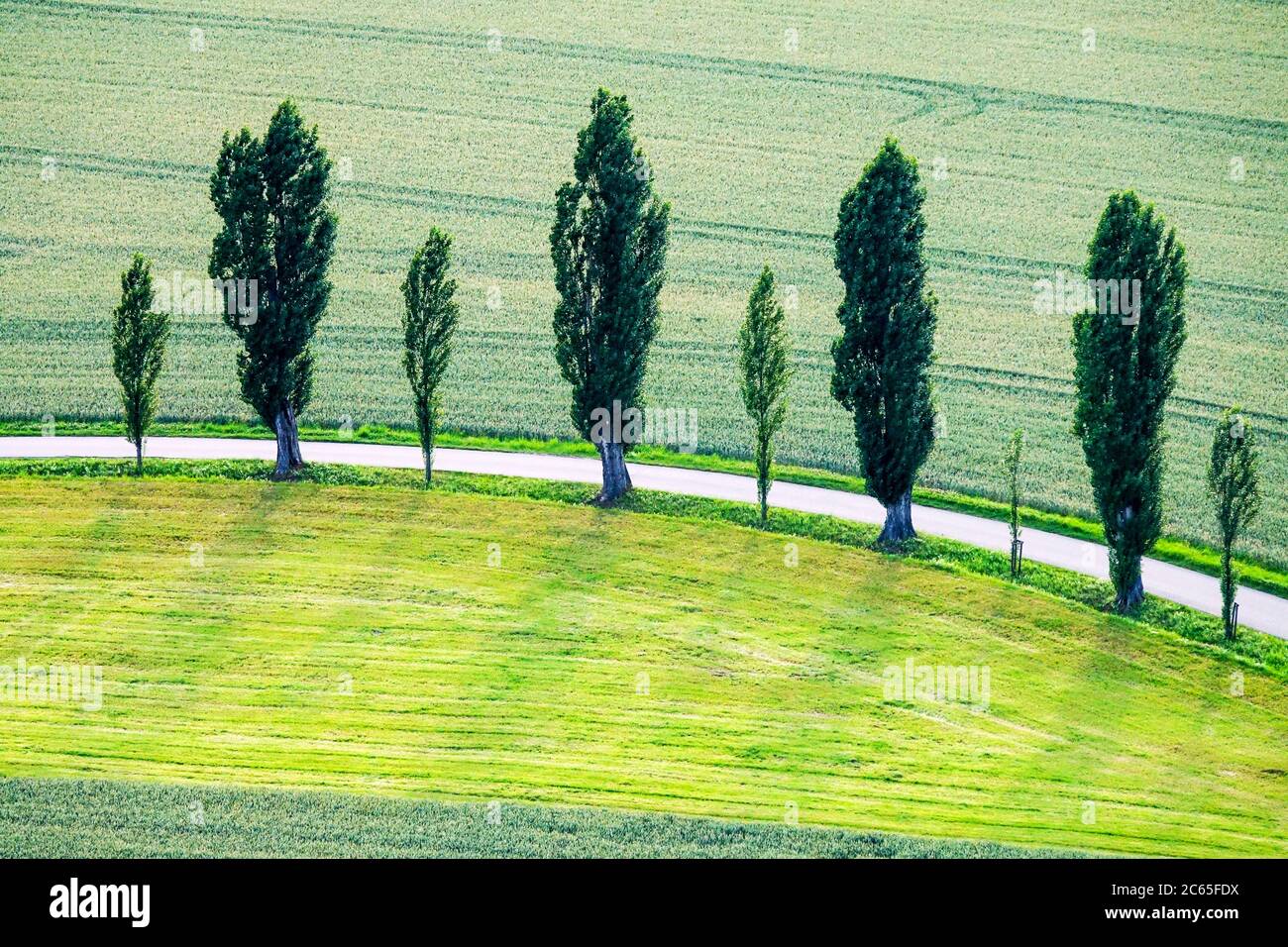 Une rangée de peupliers et d'arbres de campagne en Suisse saxonne Parc national Allemagne campagne Populus nigra italica, Banque D'Images