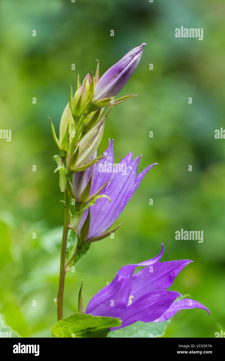 Bellflower géant Banque D'Images