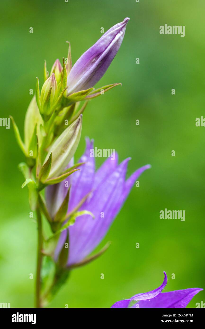 Bellflower géant Banque D'Images