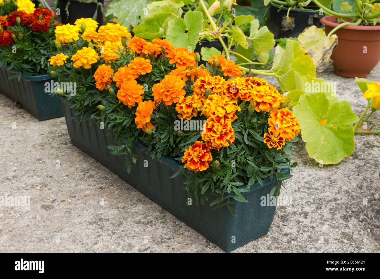Marigolds orange et rouge dans une cuvette de plante Banque D'Images
