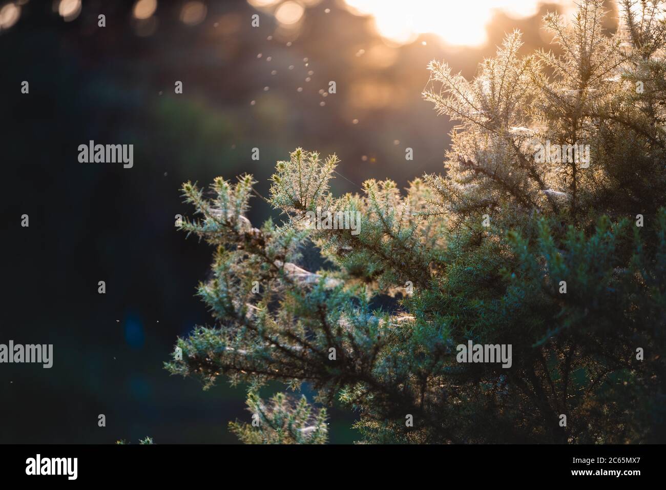 Gros plan de plantes de fougères pieuses le long d'un lac avec des araignées, des mouches et du soleil à l'arrière Banque D'Images