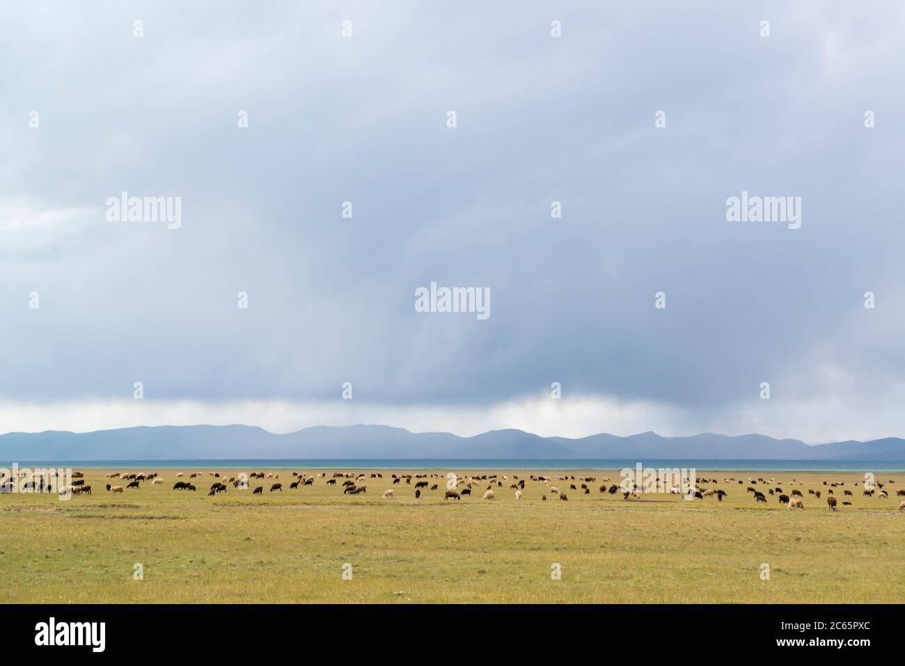 Tempête imminente nuages au-dessus du lac de son Kol, Kirghizistan Banque D'Images