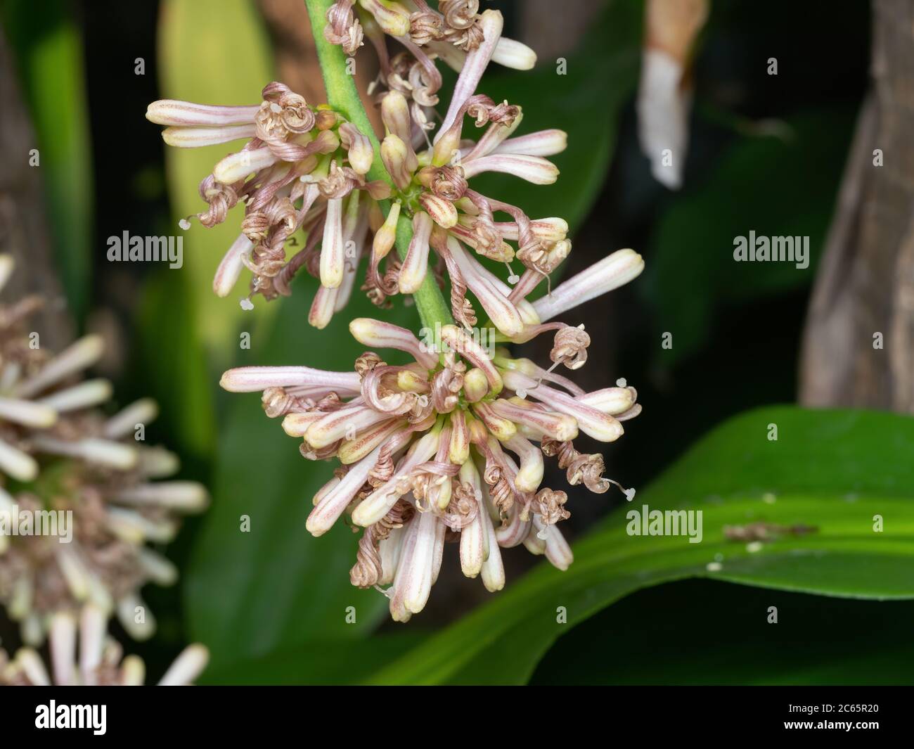 Bourgeons de gros plan de fleurs de maïs isolés sur le fond Banque D'Images