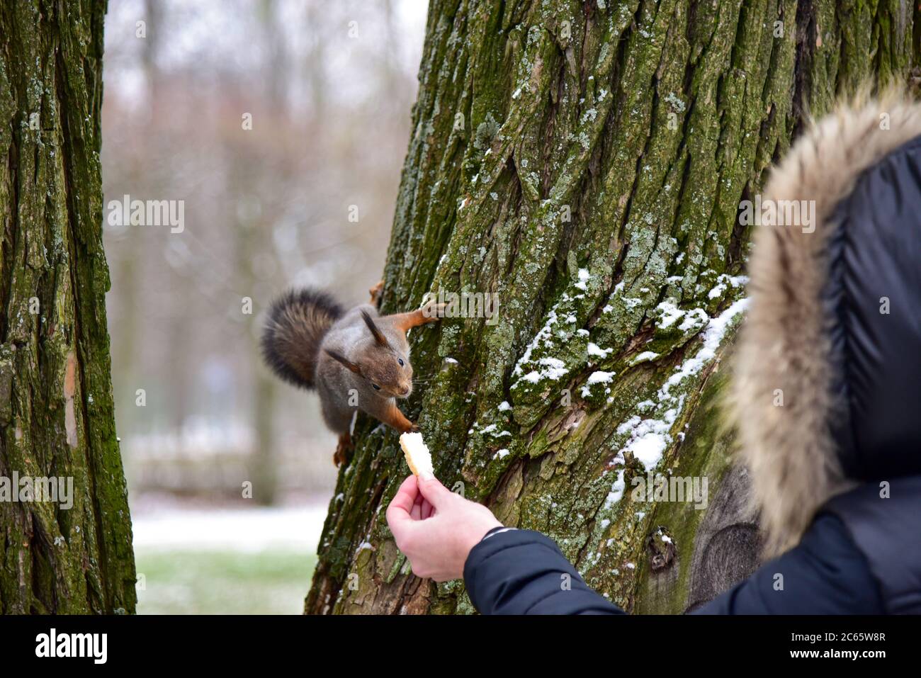 En hiver, une femme nourrit un écureuil sur un arbre. Banque D'Images