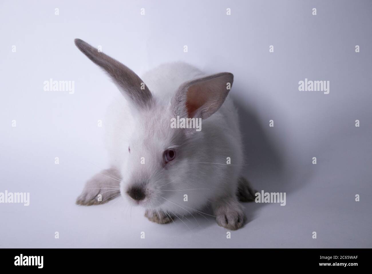 lapin blanc avec yeux rouges sur fond blanc. Isolé. Copier l'espace Banque D'Images