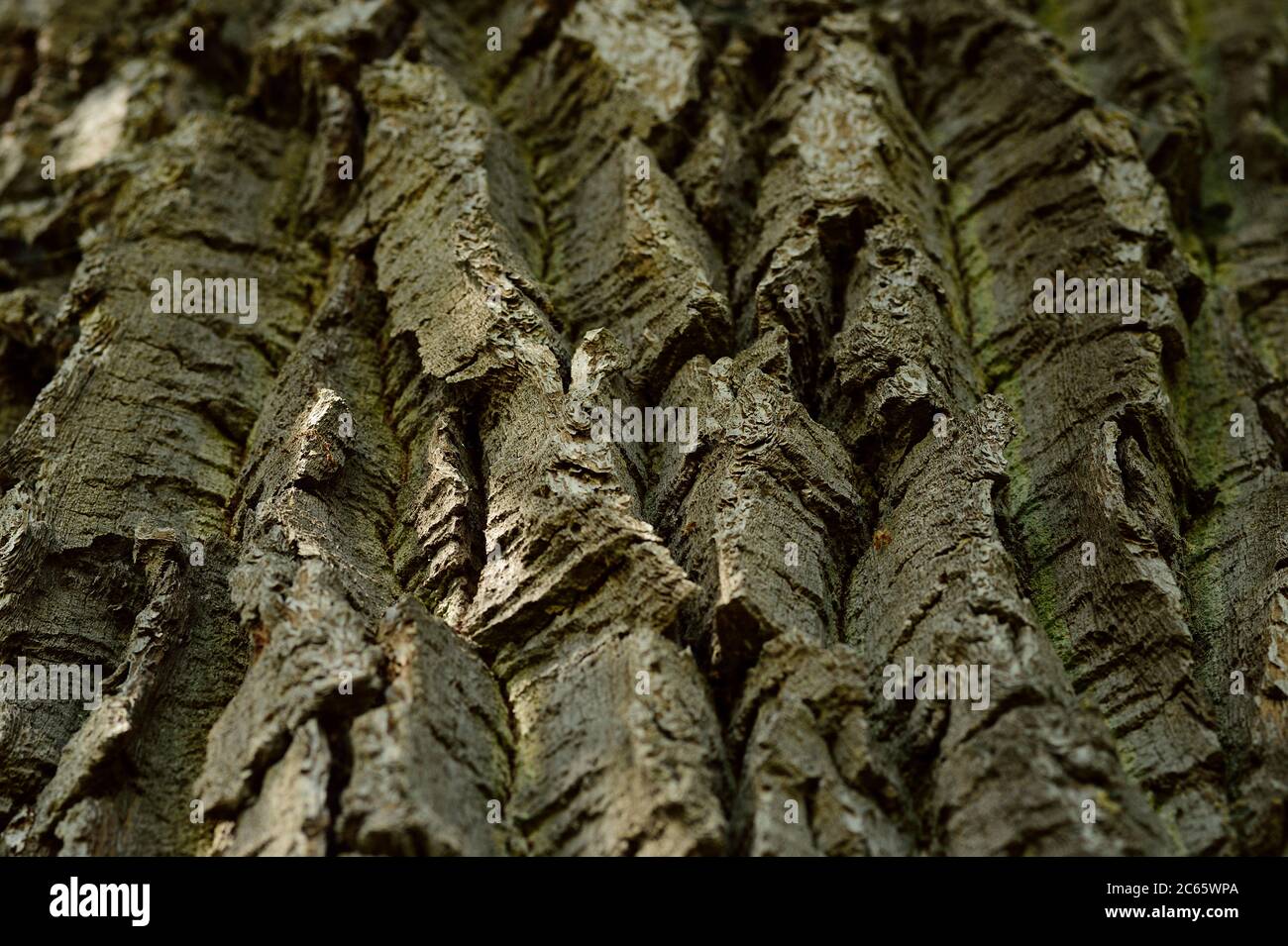 Écorce d'un chêne sessile ancien (Quercus petraea) dans le Parc National de la Suisse saxonne (Saechsische Schweiz), Europe, Europe centrale, Allemagne Banque D'Images