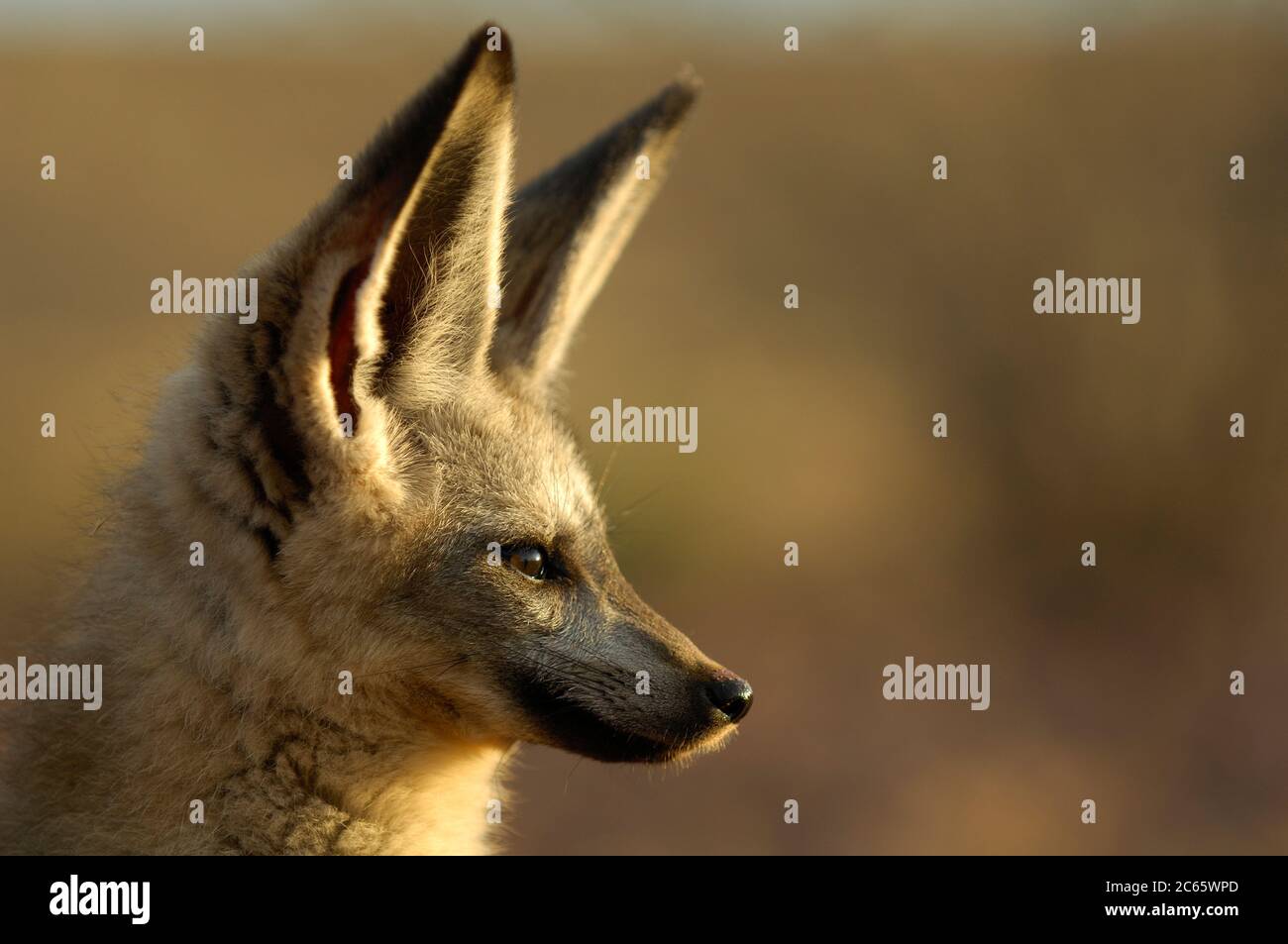 Bat-eared fox (Otocyon megalotis) Banque D'Images