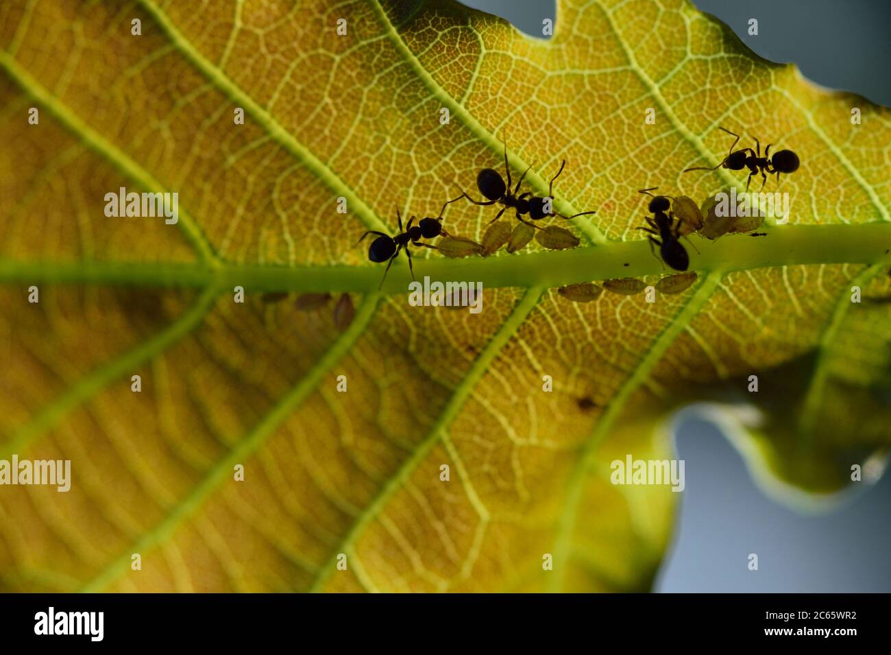 Fourmis à la recherche d'aphids sur une feuille de chêne, Parc National de la Suisse saxonne (Saechsische Schweiz), Europe, Europe centrale, Allemagne Banque D'Images