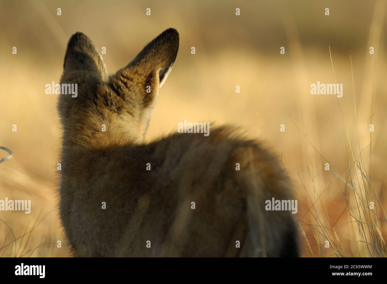 Bat-eared fox (Otocyon megalotis) Banque D'Images