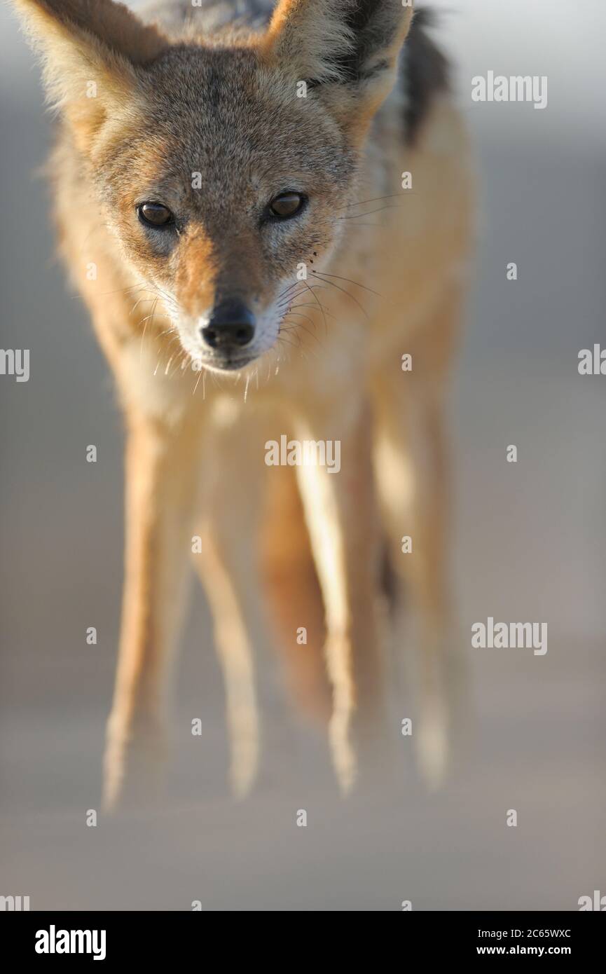 Chacal à dos noir (Canis mesomelas) Tsau //Parc national de Khaeb (anciennement Sperrgebiet NP), Namibie Banque D'Images