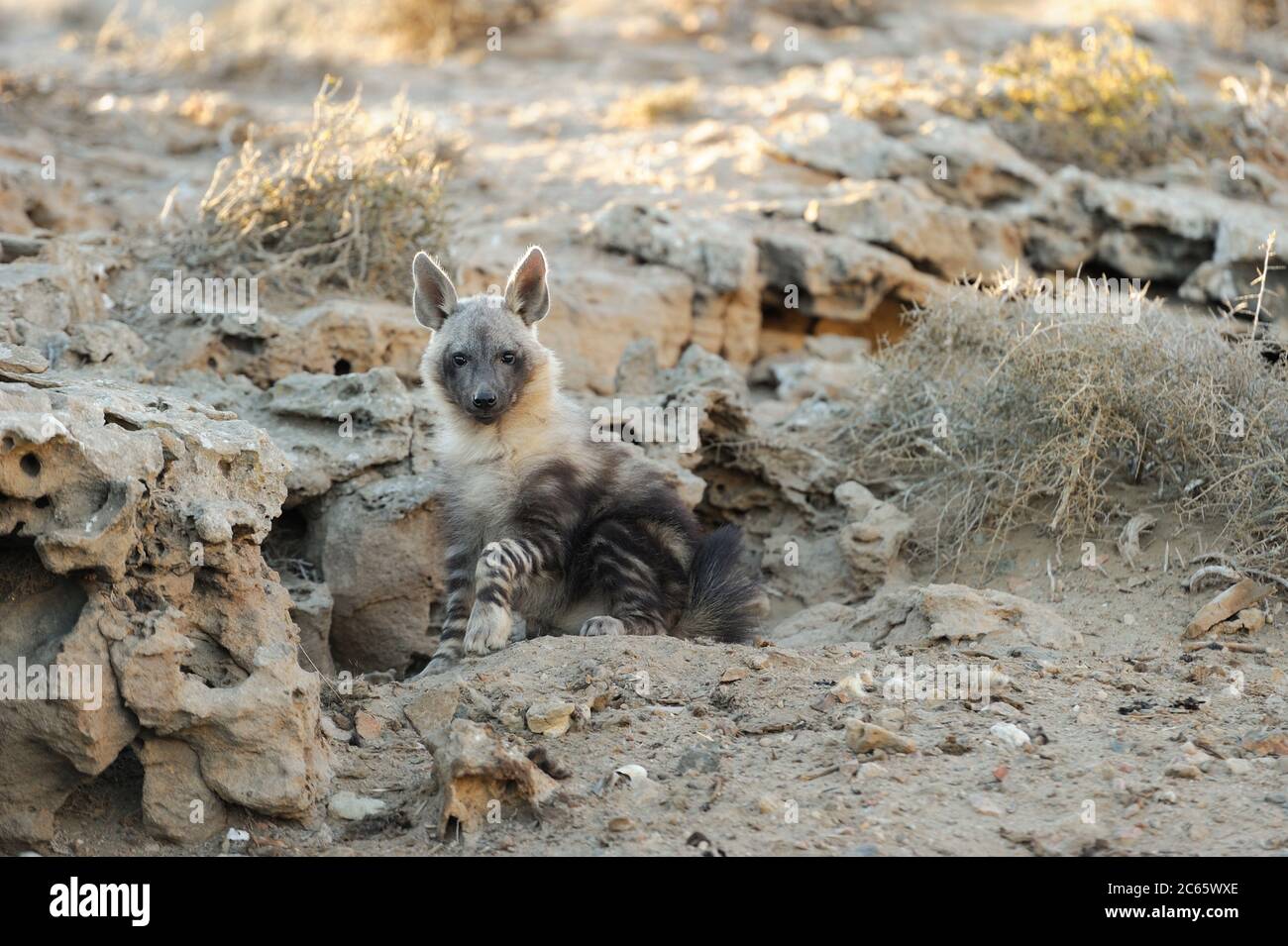 Hyène brune (Parahyena brunnea oder Hyena brunnea), pup à l'extérieur de leur coin-détente, 8 mois, Tsau //Parc national de Khaeb (anciennement Sperrgebiet NP), Namibie Banque D'Images