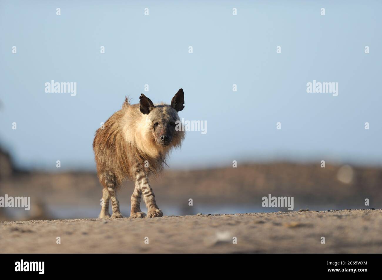 Hyène brune (Parahyena brunnea oder Hyena brunnea), Tsau //Parc national de Khaeb (anciennement Sperrgebiet NP), Namibie Banque D'Images