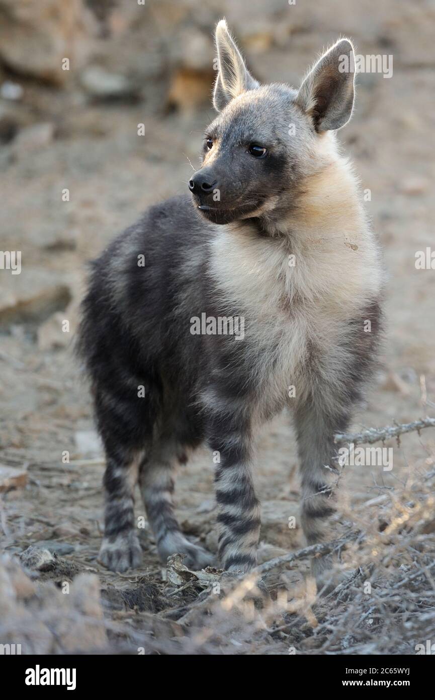 Hyène brune (Parahyena brunnea oder Hyena brunnea), pup à l'extérieur de leur coin-détente, 8 mois, Tsau //Parc national de Khaeb (anciennement Sperrgebiet NP), Namibie Banque D'Images