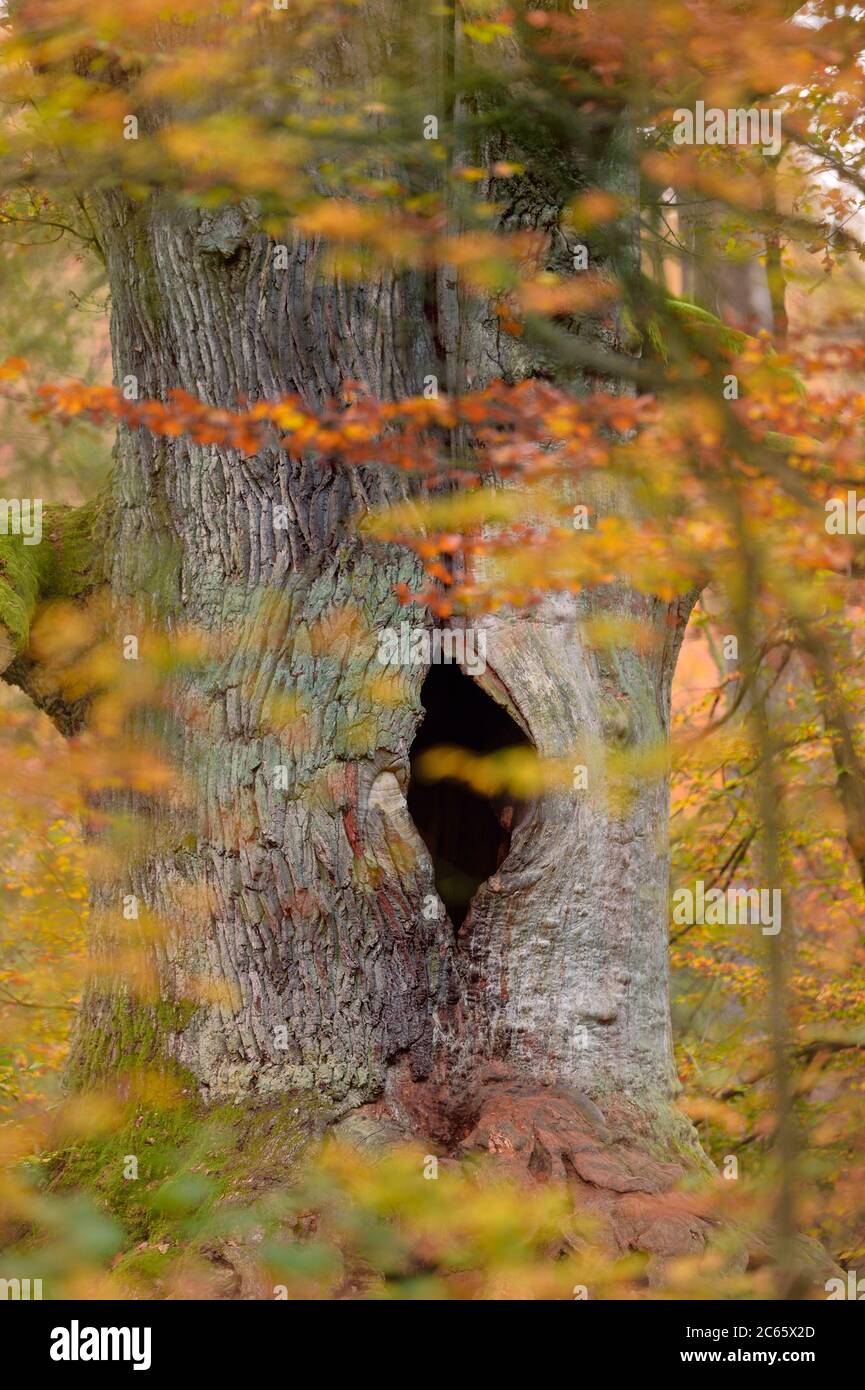 Chêne anglais (Quercus robur) 'Kamineiche' avec trou dans le tronc, en couleurs d'automne. Reinhardswald, Hesse, Allemagne Banque D'Images