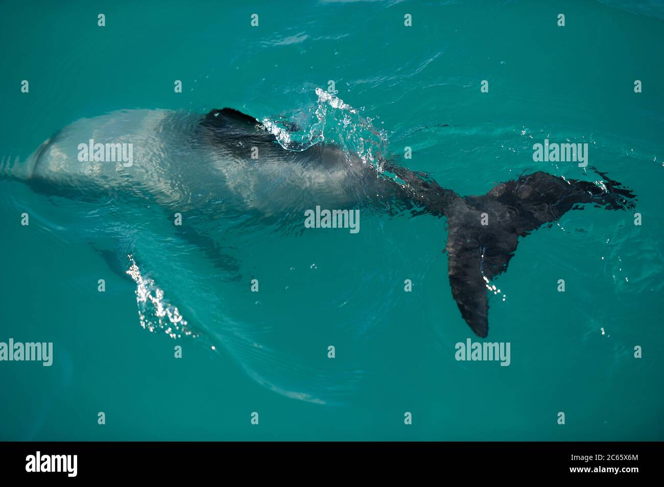 Le dauphin d'Hector (Cephalorhynchus hectori) est le seul cétacé endémique de la Nouvelle-Zélande, l'île du Sud de Kaikoura, en Nouvelle-Zélande Banque D'Images