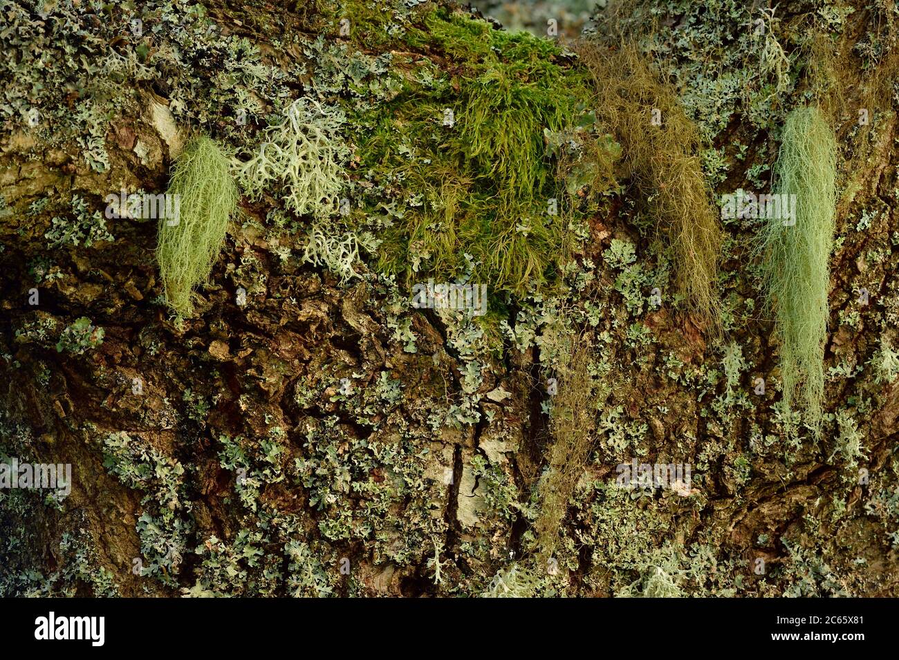 Lichens (Usnea filipendula, Evernia prunasti, Bryoria fuscescens, Hypogymnia physodes et Parmelia sulcata) sur un chêne anglais (Quercus robur) près du parc national Norra Kvill, Smaland, Suède Banque D'Images