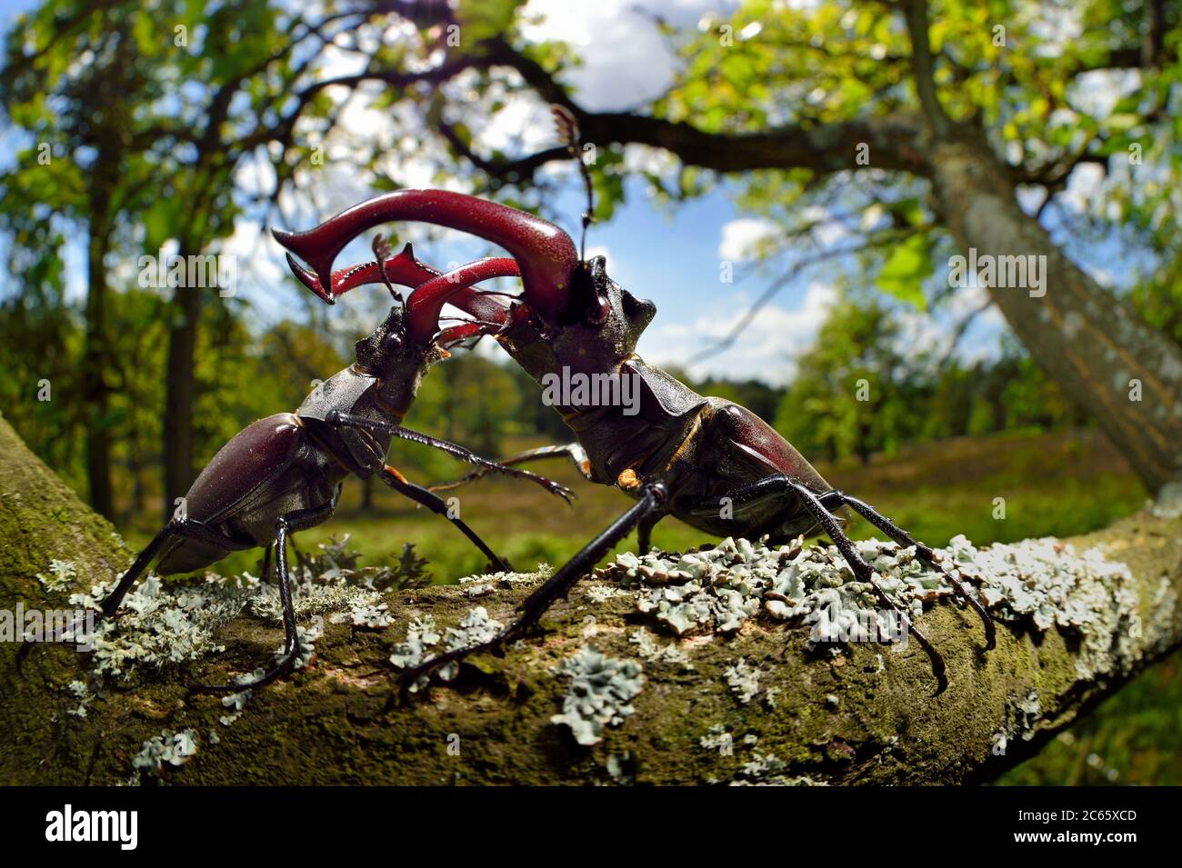 Séquence 4/6 - rivaux Stag scarabée (Lucanus cervus) deux mâles affichant un comportement agressif sur la branche d'un chêne, Réserve de biosphère 'Niedersächsische Elbtalaue' / Vallée de l'Elbe en Basse-Saxe, Allemagne Banque D'Images