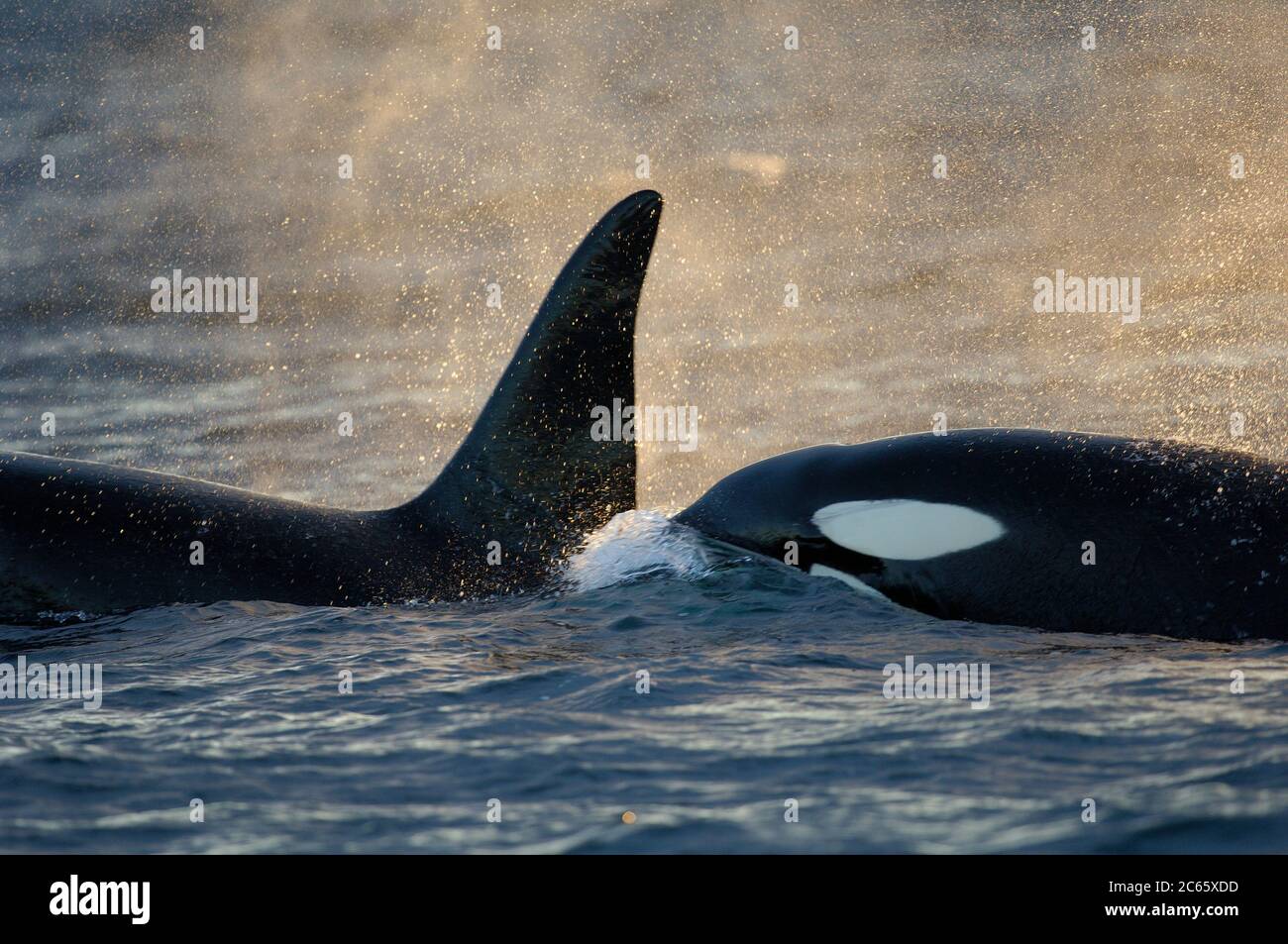 Orca ou Baleine noire (Orcinus orca) se nourrissant de hareng dans la région de Tysfjord (Norvège). Les orques mâles atteignent 7 m, tandis que les femelles mesurent 5 m de longueur, Banque D'Images