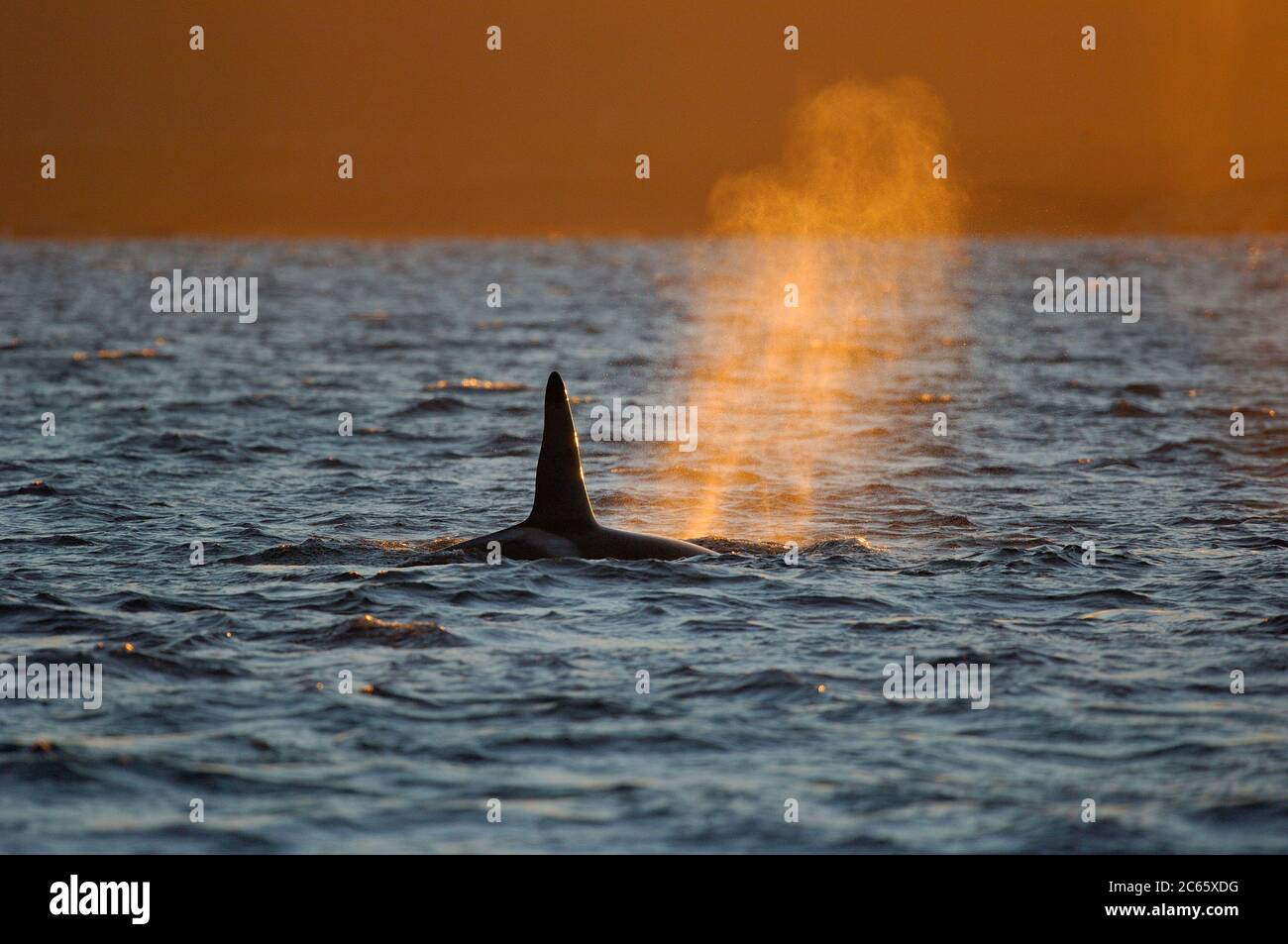 Orca ou Baleine noire (Orcinus orca) se nourrissant de hareng dans la région de Tysfjord (Norvège). Les orques mâles atteignent 7 m, tandis que les femelles mesurent 5 m de longueur, Banque D'Images