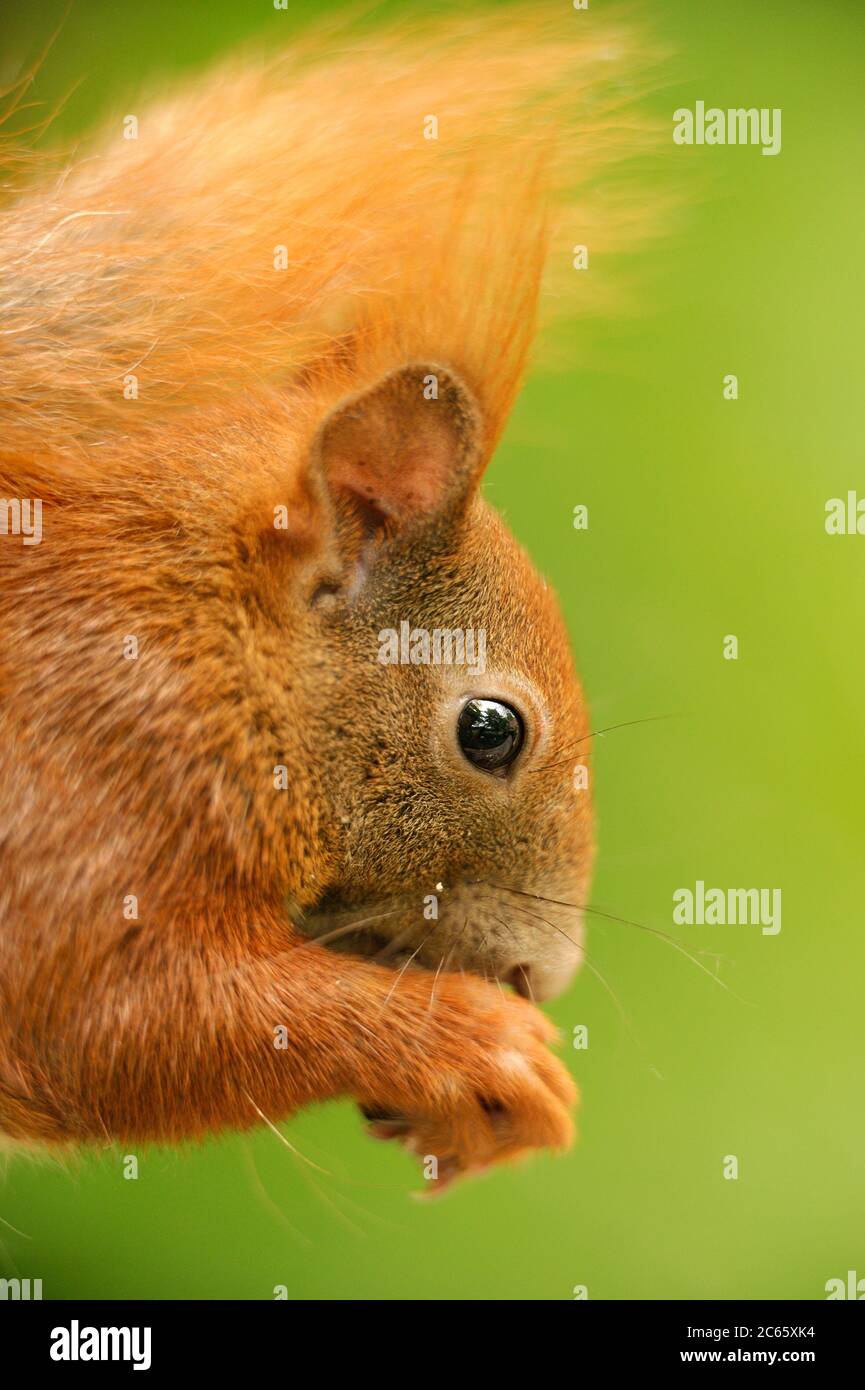 Écureuil rouge eurasien (Sciurus vulgaris), Allemagne, Kiel Banque D'Images