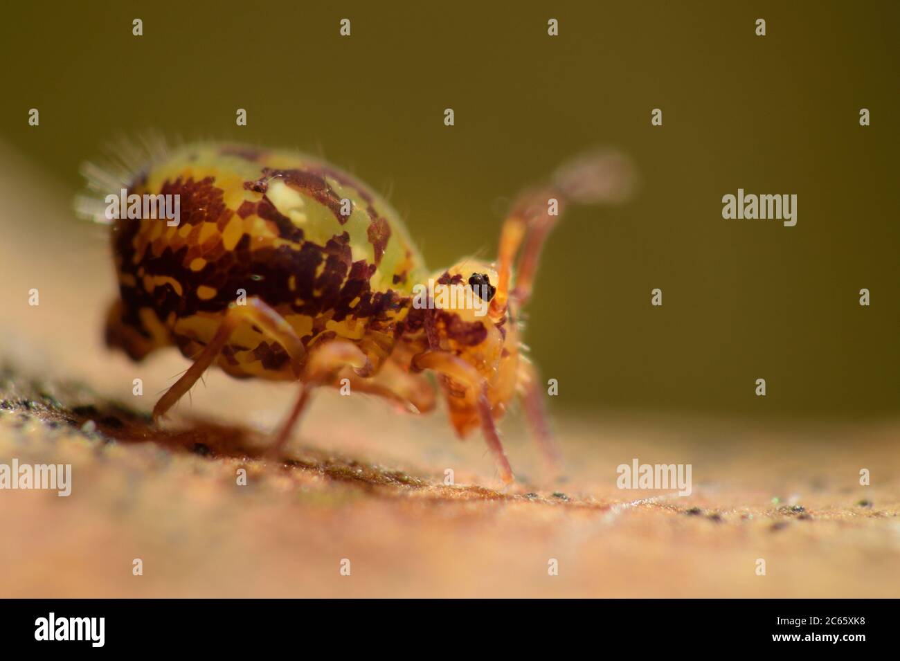 Springtail (Dicyrtomina ornata) Collembola, Réserve de biosphère 'Niedersächsische Elbtalaue' / Vallée de l'Elbe en Basse-Saxe, Allemagne Banque D'Images