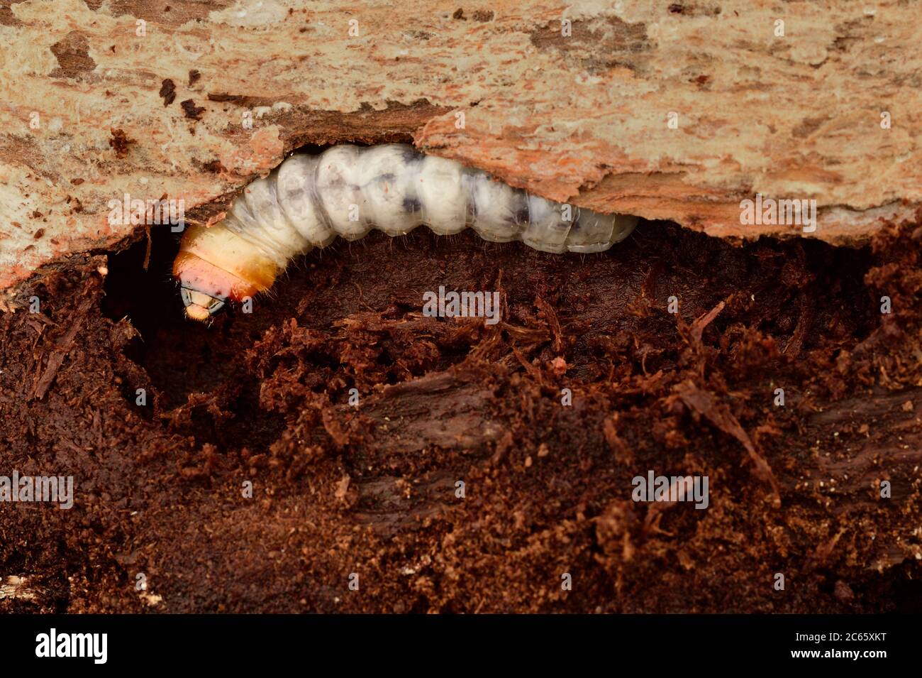 Les larves du Pinchbuck, du Longhorn Beetle (Rhagium sycophanta) mangent des allées larges et plates sous l'écorce des souches de chêne, des troncs de fellen ou des chênes endommagés, Kiel, Allemagne Banque D'Images