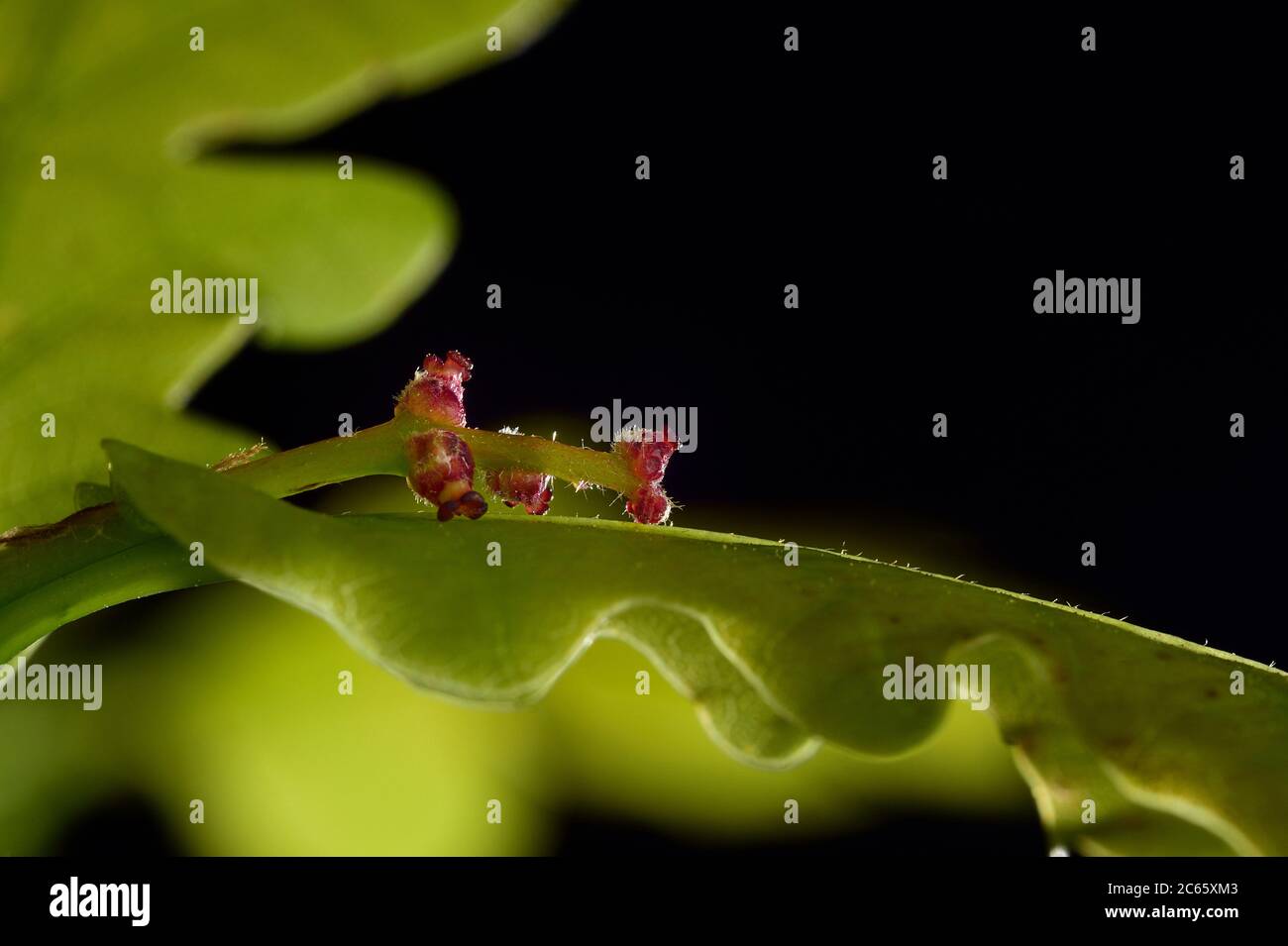 Les fleurs femelles du chêne pédonculé (Quercus robur) sont pollinisées par les pollens soufflés par le vent. Banque D'Images