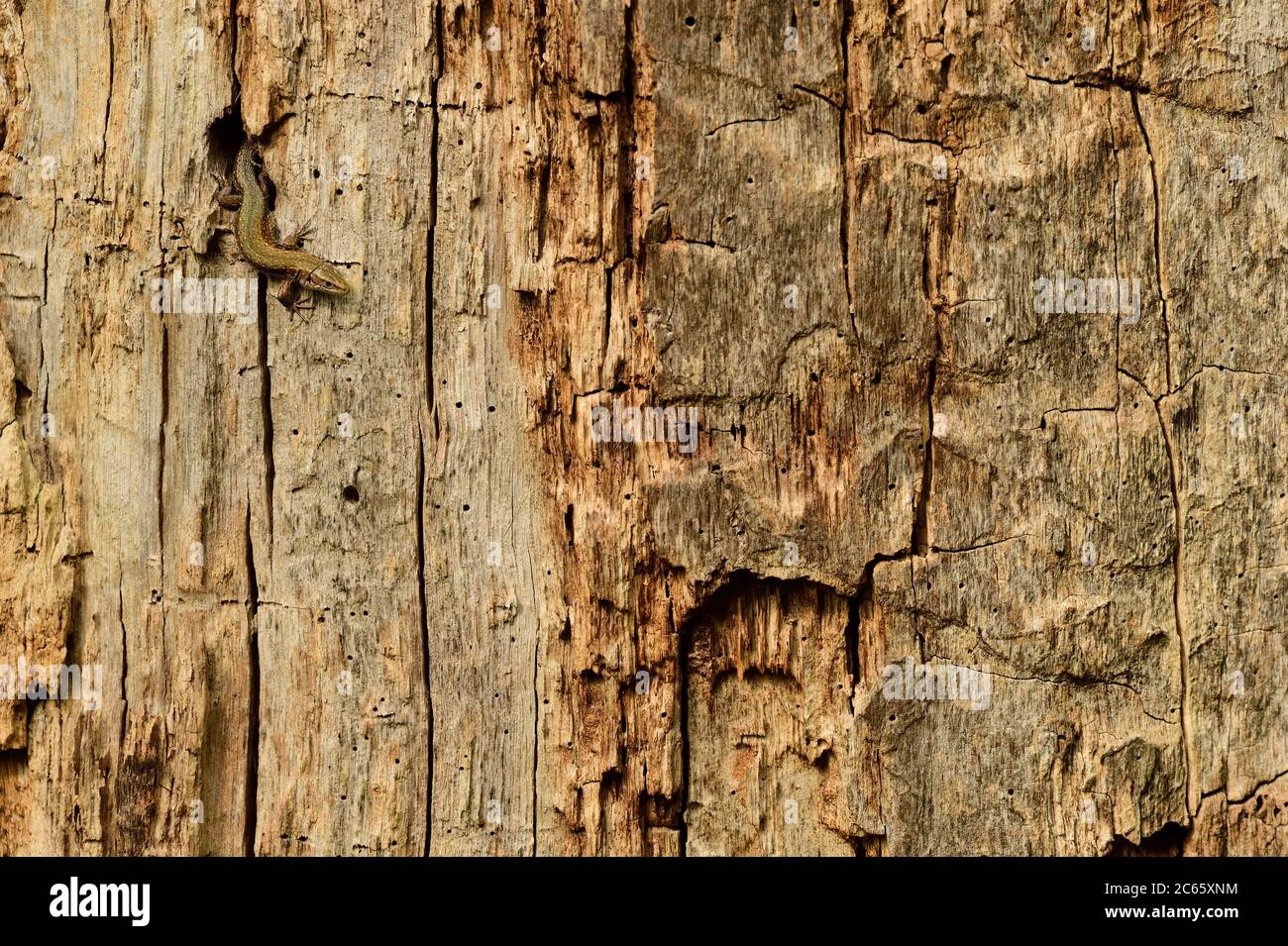Lizard vipare vivipare (Zotoca vivipara) chasse aux insectes dans les trous de chêne, Réserve de biosphère 'Niedersächsische Elbtalaue' / Vallée de l'Elbe de la Basse-Saxe, Allemagne Banque D'Images