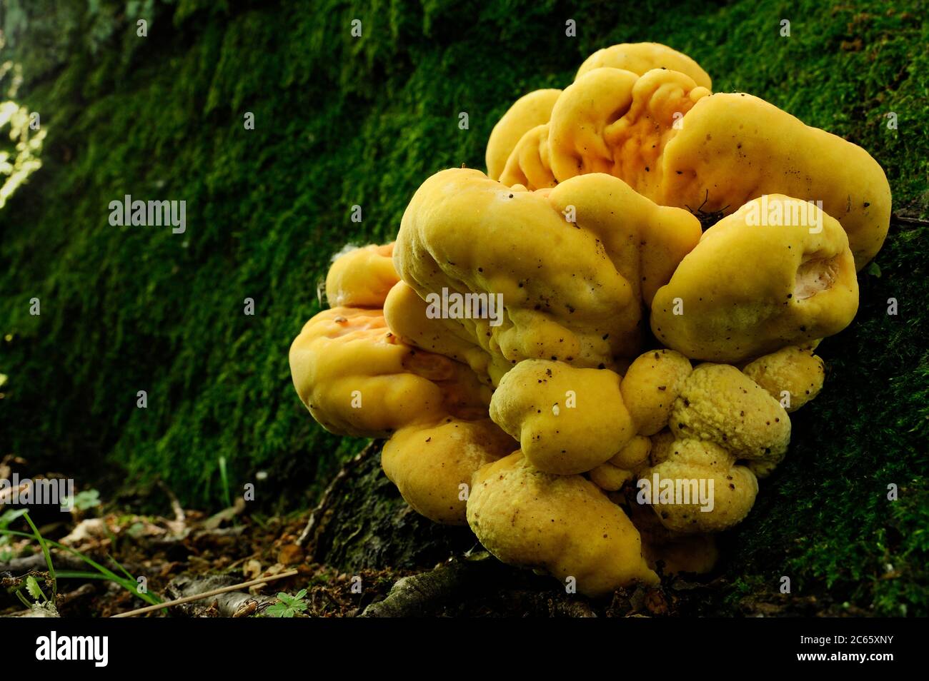 Porcini de soufre (Laetiporus sulfureus), corps de fructification sur le tronc d'un vieux chêne Banque D'Images