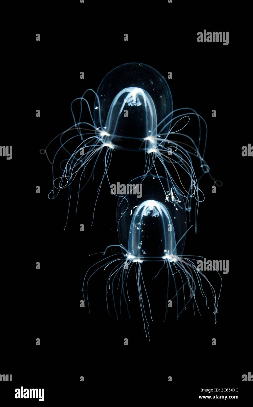 Comb jellies, Mer du Nord, Allemagne / (Bougainvillia britannica) [taille d'un organisme unique: 4mm] Medusen, Nordsee, Allemagne Banque D'Images