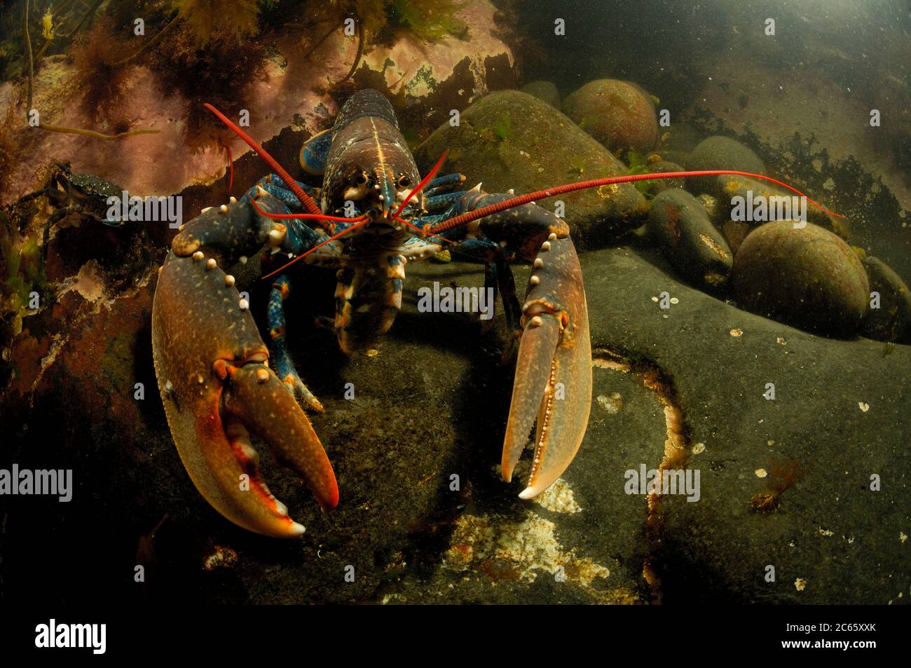Homard commun, homard à la mâchoire européenne, homard du Maine (Homarus gammarus) (dt. Hummer, Europäischer Hummer) Crustacea Banque D'Images
