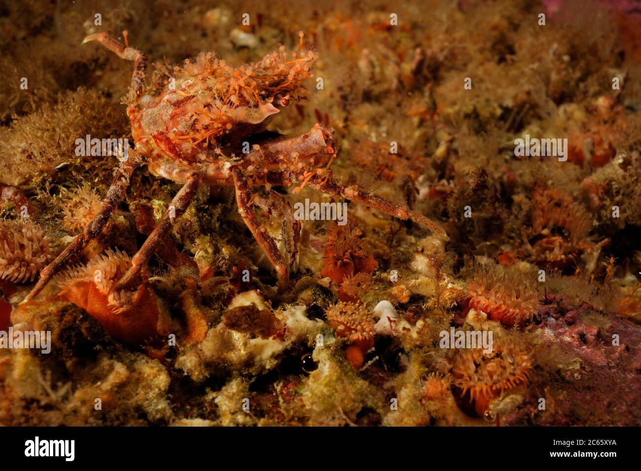 Crabe araignée camouflé (Hyas coarctatus) décoré d'hydroïdes, océan Atlantique, Strømsholmen, Nord-Ouest de la Norvège Banque D'Images